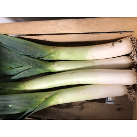 Poireau monstrueux de Carentan  2