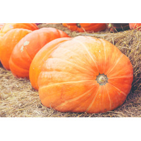 Potiron atlantic giant 