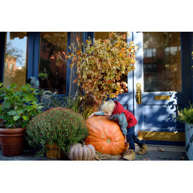 Potiron atlantic giant  2