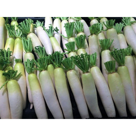 Radis chandelle de glace 