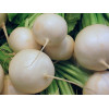 Radis rond blanc 