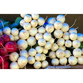 Radis rond blanc  2