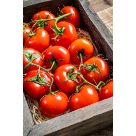 Tomate merveille des marchés 