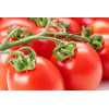 Tomate san marzano 