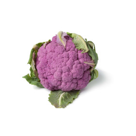 Chou fleur violet de Sicile 