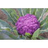 Chou fleur violet de Sicile 
