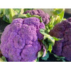 Chou fleur violet de Sicile 