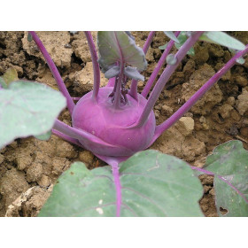 Chou rave violet de Vienne 