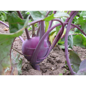 Chou rave violet de Vienne  2