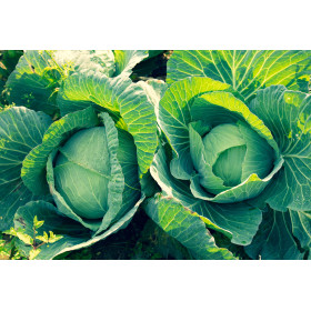 Chou cabus quintal d'Alsace 