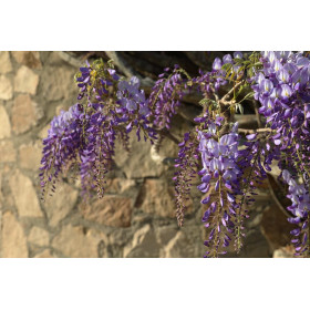 Chou cabus quintal d'Alsace  2