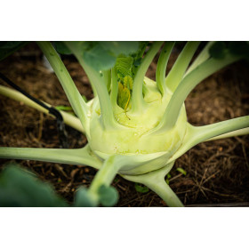 Chou rave blanc de Vienne  2