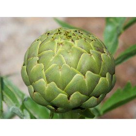 Artichaut gros vert de Laon 