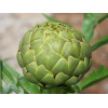 Artichaut gros vert de Laon 