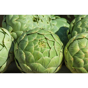 Artichaut gros vert de Laon  2