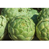 Artichaut gros vert de Laon 