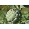 Artichaut gros vert de Laon 