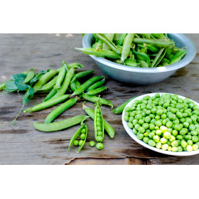 Pois à rames roi des conserves 