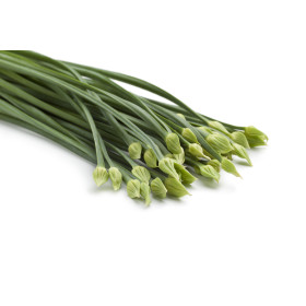 Ciboulette de Chine  2