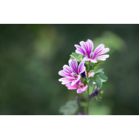 Mauve de Mauritanie  2