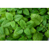 Mélisse officinale citronnelle 