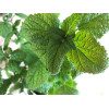 Mélisse officinale citronnelle 