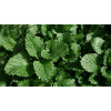Mélisse officinale citronnelle 