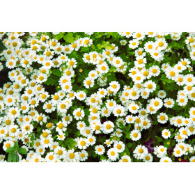 Camomille Allemande ( annuelle) 