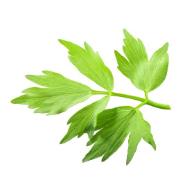 Arche des montagnes, liveche  2