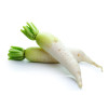 Carotte fourragère blanche collet vert 