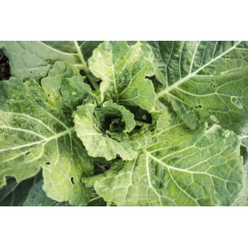 Chou fourrager proteor 