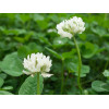 Trèfle blanc 