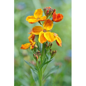 Giroflée quarantaine variée 