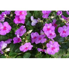 Impatiens holstii en mélange 