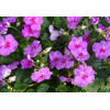 Impatiens holstii en mélange 