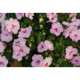 Impatiens holstii en mélange  2