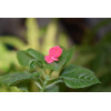 Impatiens holstii en mélange 