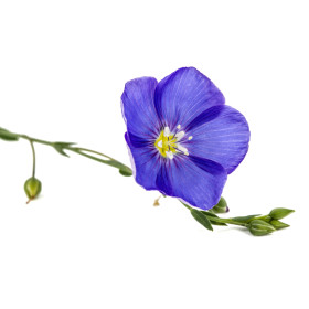 Lin charmer en mélange  2