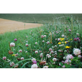 Mélange de fleurs pour papillons 