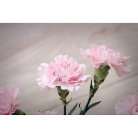 Œillet des fleuristes double varié 