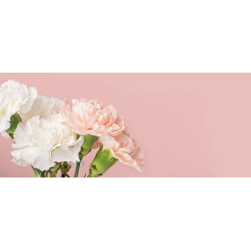 Œillet des fleuristes double varié  2