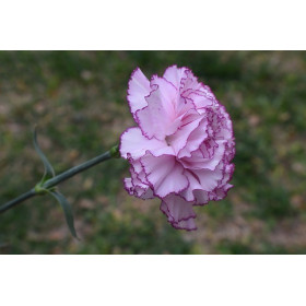 Œillet enfant de Nice GT varié  2