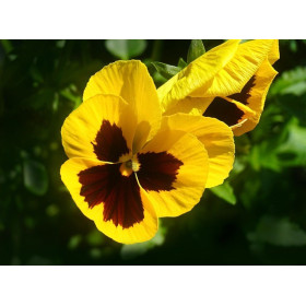 Pensée Suisse or du Rhin jaune 