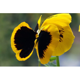 Pensée Suisse or du Rhin jaune  2