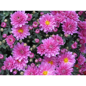 Reine-marguerite naine fleur de chrysanthèmes variés  2