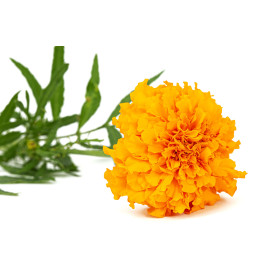 Rose d'Inde naine cupidon orange 2