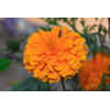 Rose d'Inde naine cupidon orange 