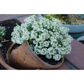 Alysse tapis de neige 