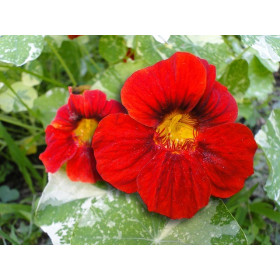 Capucine naine Alaska  2