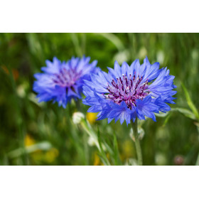 Centaurée barbeau variée ( bleuet) 